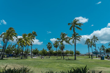  Palm trees at Pearl Harbor Visitor Center, Honolulu, Oahu, Hawaii. The coconut tree (Cocos...