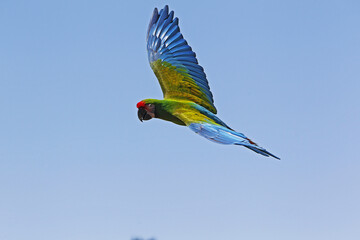 Military Macaw, ara militaris, Adult in Flight © slowmotiongli