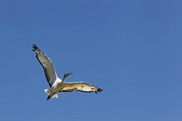 Sacred Ibis, threskiornis aethiopica, Adult in Flight