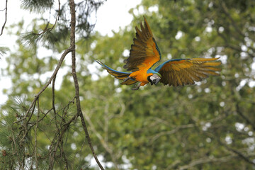 Blue and Yellow Macaw, ara ararauna, Adult in Flight
