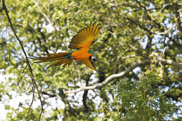 Blue and Yellow Macaw, ara ararauna, Adult in Flight © slowmotiongli