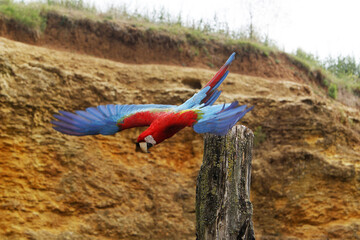 Red-and-Green Macaw, ara chloroptera, Adult in Flight © slowmotiongli
