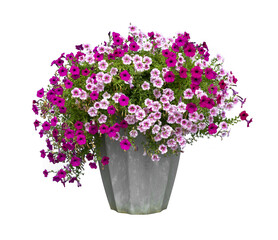 Colorful pink and purple petunia flower pot in rustic pot isolated on transparent background for house decoration and design purpose - Powered by Adobe