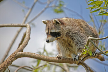 Raccoon, procyon lotor, Adult perched on Branch