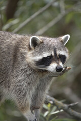 Raccoon, procyon lotor, Adult