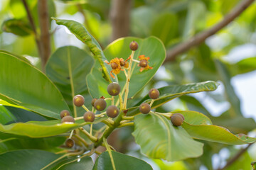 Calophyllum inophyllum is a large evergreen plant, commonly called tamanu, oil-nut, mastwood, beach calophyllum or beautyleaf. Pearl Harbor Visitor Center, Honolulu, Oahu, Hawaii