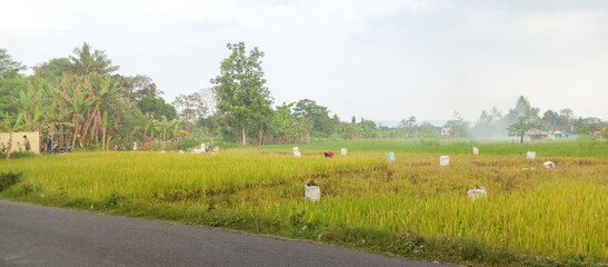 Fototapeta premium The view of rice paddy fields, rice plants in the morning, taken at close range