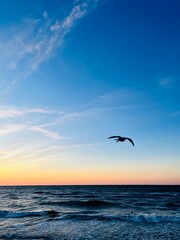 Fototapeta na wymiar silhouettes of flying sea gulls at the sea, sunset time, twilights seascape