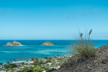 Cenchrus setaceus, commonly known as crimson fountaingrass, is a C4 perennial bunch grass that is native to open. Lanikai Pillbox Hike, Honolulu, Oahu, Hawaii
