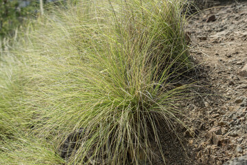 Cenchrus setaceus, commonly known as crimson fountaingrass, is a C4 perennial bunch grass that is native to open. Lanikai Pillbox Hike, Honolulu, Oahu, Hawaii
