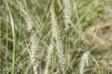 Cenchrus setaceus, commonly known as crimson fountaingrass, is a C4 perennial bunch grass that is...