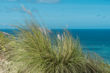 Cenchrus setaceus, commonly known as crimson fountaingrass, is a C4 perennial bunch grass that is native to open. Lanikai Pillbox Hike, Honolulu, Oahu, Hawaii