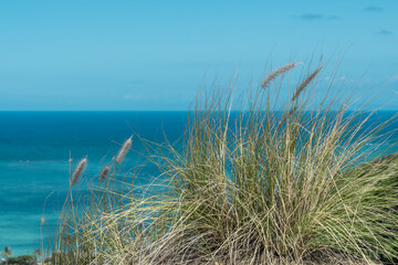 Cenchrus setaceus, commonly known as crimson fountaingrass, is a C4 perennial bunch grass that is...