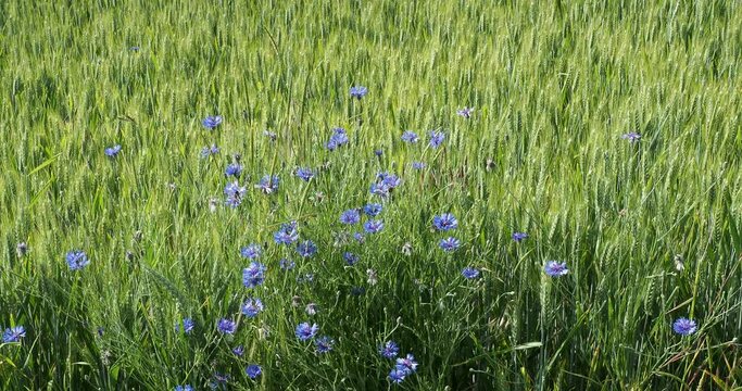 (Cyanus segetum) Centaur&eacute;es bleuets ou bleuets des champs en bord de chemin, adventices &agrave; un champ de c&eacute;r&eacute;ales, au sommet de fines tiges se courbant et tremblant sous le vent
