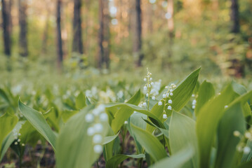 Obraz premium Clearing in evening forest with lily of the valley flowers in full bloom. Toned image of lily of the valley flowers