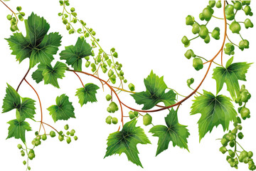 Fototapeta na wymiar Bush grape or three-leaved wild vine cayratia Cayrat. Vector illustration desing.
