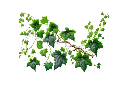 Bush grape or three-leaved wild vine cayratia Cayrat. Vector illustration desing.
