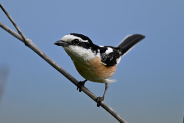 Maskenwürger // Masked shrike (Lanius nubicus) - Evros Delta, Greece