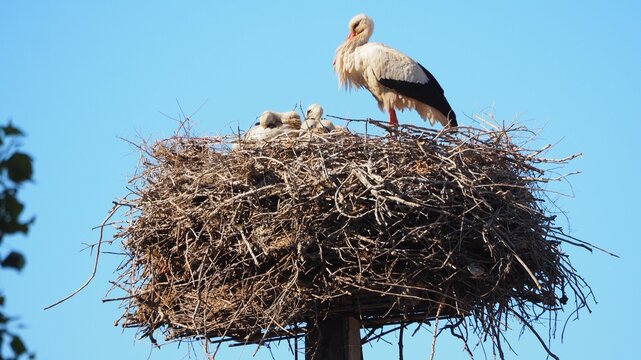 la vida vuelve por primavera con estos dos cigo&ntilde;inos blancos que acaban de nacer en presencia de su madre, l&eacute;rida, espa&ntilde;a, europa 
