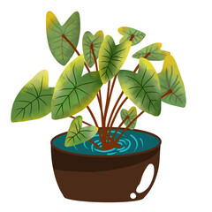 Obraz premium plant in a pot