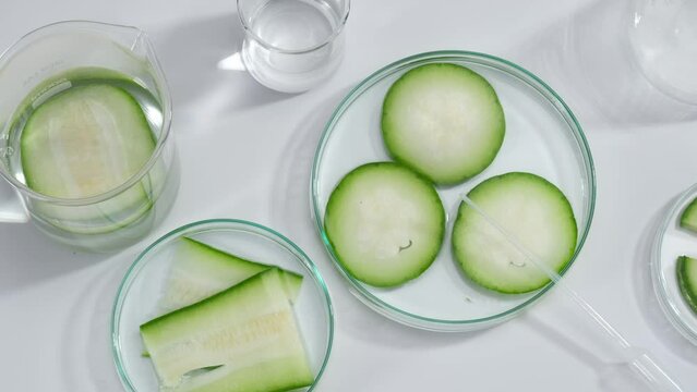 Top view of glass petri dishes in different sizes containing Winter melon (Benincasa hispida) slices. Concept of chemical, scientific experiment