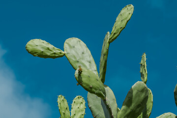 Opuntia cochenillifera is a species of cactus in the subfamily Opuntioideae.  It may have been endemic to Mexico, but has been widely introduced. Lanikai Pillbox Hike, Honolulu, Oahu, Hawaii