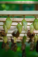 Butterfly Cocoons in rows