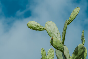 Opuntia cochenillifera is a species of cactus in the subfamily Opuntioideae.  It may have been endemic to Mexico, but has been widely introduced. Lanikai Pillbox Hike, Honolulu, Oahu, Hawaii
