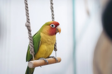 Generative Ai of a cute parrot on a swing. 