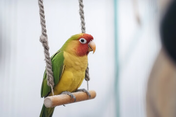 Obraz premium Generative Ai of a cute parrot on a swing. 