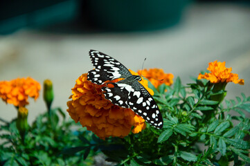 A close-up photo of a butterfly on a flower