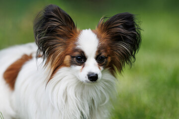 Portrait of a purebred Papillon dog on a background of green grass.