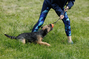 Dog is playing on the grass. A border terrier pulls a toy rubber ball on a string with its teeth.