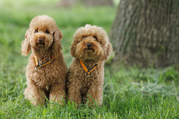 Little chocolate poodles on the grass. A pet in nature.