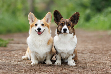 Portrait of two Welsh Corgi dogs of the Pembroke breed in nature.