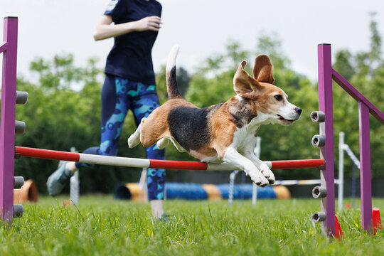 Beagle at outdoor competitions in sunny summer time. Overcoming obstacles for dexterity. Agility.