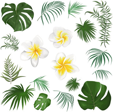 Large vector set of tropical plants and flowers on a white background. Frangipani, palm leaves and other tropical plants. Vector illustration