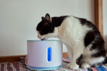 Pet water dispenser with automatic gravity refill.