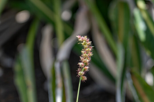 Cenchrus echinatus is a species of grass known by the common names southern sandbur, spiny sandbur,southern sandspur, and in Australia, Mossman River grass. Pearl Harbor Visitor Center, Honolulu, Oahu