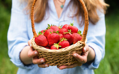 Young woman holds a basket with fresh ripe strawberries in her hands. Harvest strawberries. Close-up.