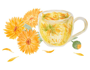Orange calendula officinalis and a cup of herb tea. Watercolor hand drawn illustration. Botanical element for labels, eco goods, textiles, natural herbal medcine, cosmetics
