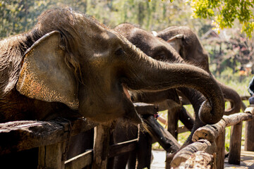 Elefantes alinhados para comer
