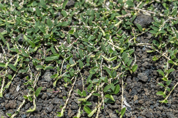 Alysicarpus vaginalis is a species of flowering plant in the legume family, Fabaceae. alyce clover, buffalo clover, buffalo-bur, one-leaf clover, and white moneywort. Pearl Harbor Visitor Center
