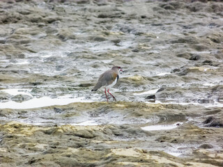 Tero bird, Vanellus, walking on rocks at the edge of the river