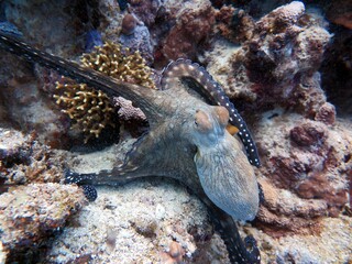 Octopus changing color and swimming in the sea