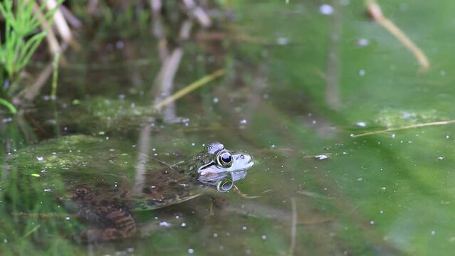 Une grenouille sur un lac	
