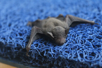 a bat that fell from the ceiling of the house