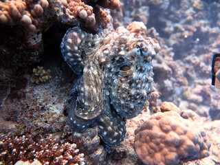 Fototapeta premium Octopus changing color and swimming in the sea
