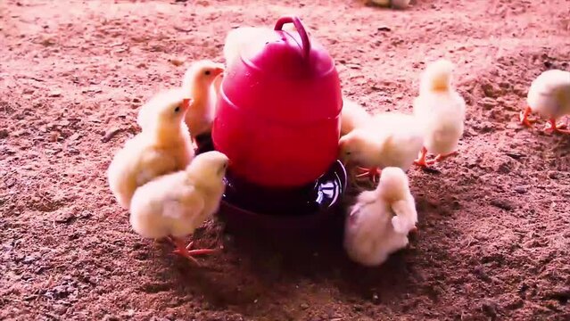 Many of the prettiest young hens in the farm are sipping water. In the chicken coop, several yellow young chicken chicks are sipping water in the sunlight.