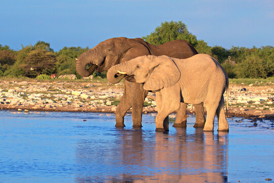 A bull and cow drinking from a waterhole